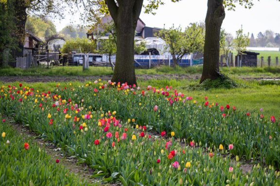 Tulpen blühen auf einem Blumenfeld von Beckmanns Blumen.