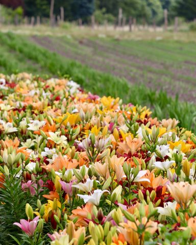 Bunte Lilien blühen auf einem Blumenfeld von Beckmanns Blumen.