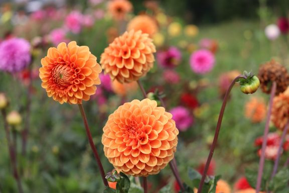 Orangefarbene Dahlien blühen auf einem Blumenfeld von Beckmanns Blumen.