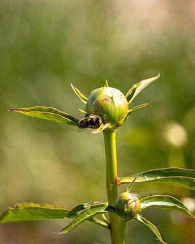 Auf einer Knospe eines Pfingstrosenstrauchs auf einem Feld von Beckmanns Blumen sitzt eine Biene.