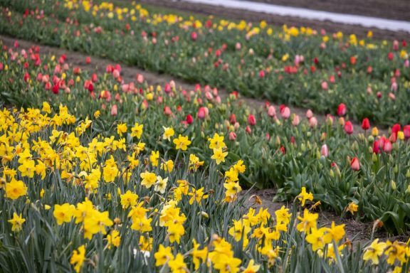 Narzissen und Tulpen blühen auf einem Blumenfeld von Beckmanns Blumen.