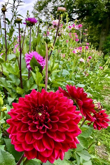 Rote Dahlien blühen auf einem Blumenfeld von Beckmanns Blumen.