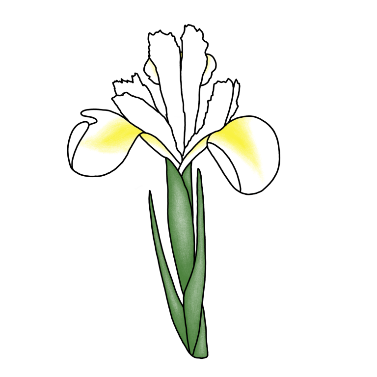 Eine gezeichnete weiß-gelbe Iris.